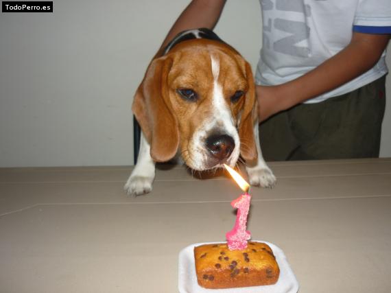 La foto del perro