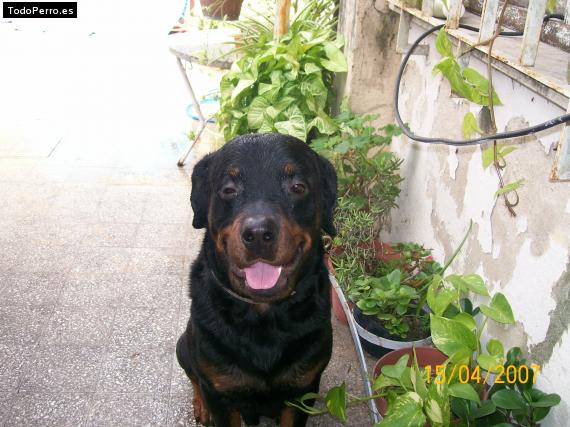 La foto del perro