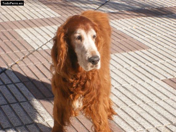 La foto del perro