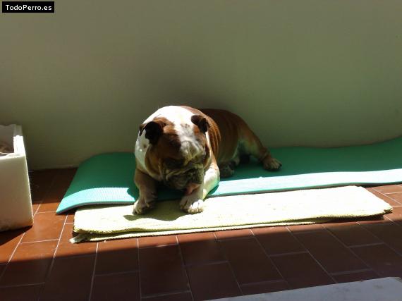 La foto del perro