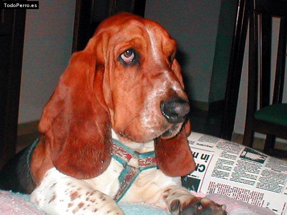 La foto del perro