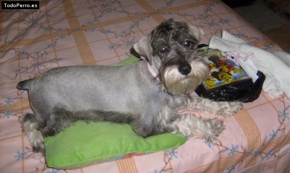 La foto del perro