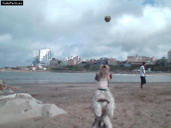 La foto del perro