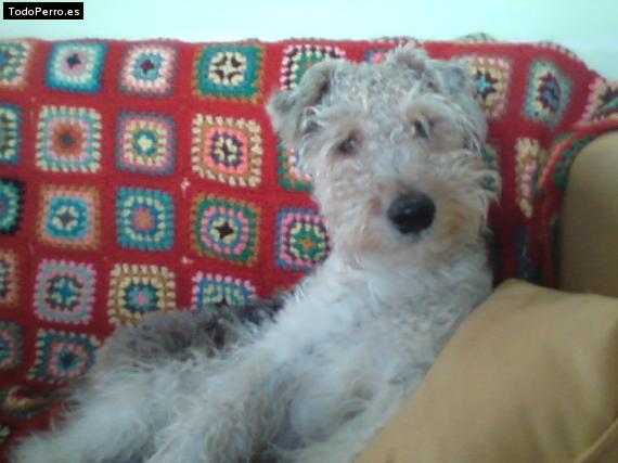 La foto del perro