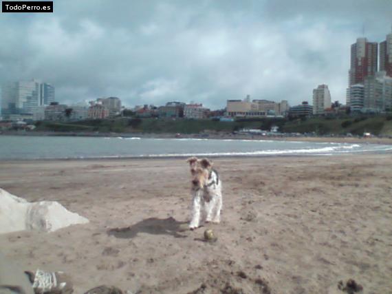 La foto del perro