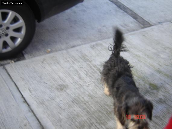 La foto del perro