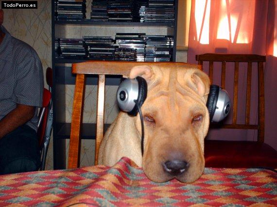 La foto del perro