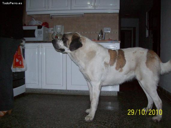La foto del perro