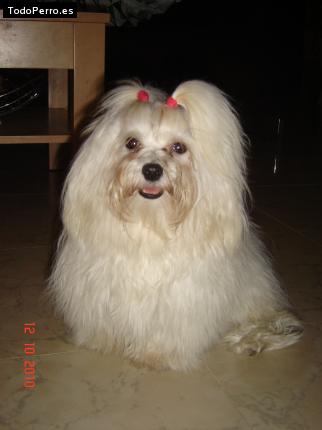 La foto del perro
