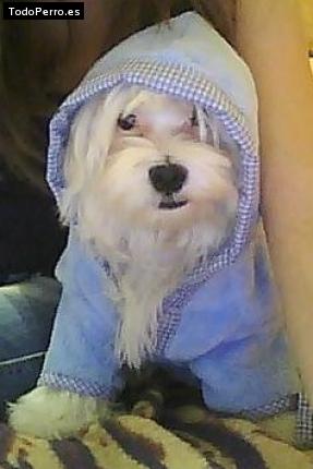 La foto del perro