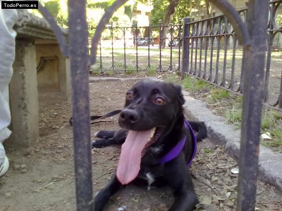 La foto del perro
