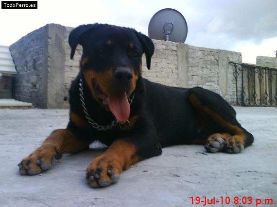 La foto del perro