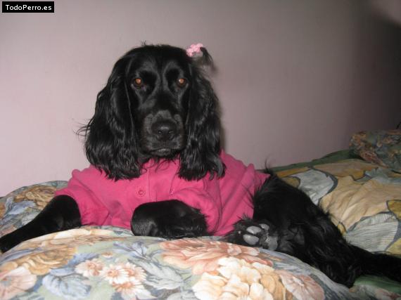 La foto del perro
