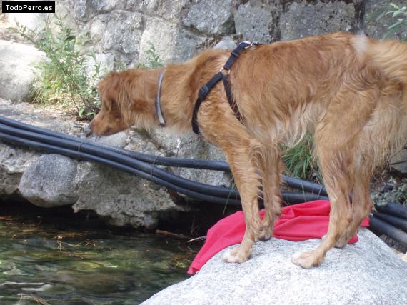 La foto del perro