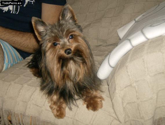 La foto del perro