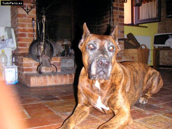 La foto del perro