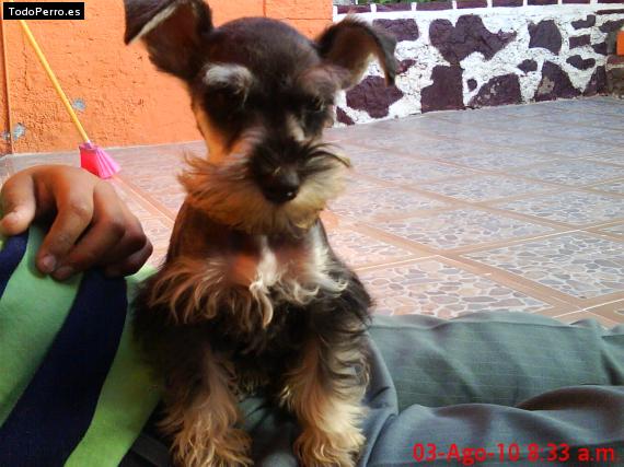 La foto del perro
