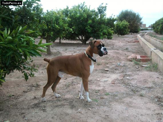 La foto del perro