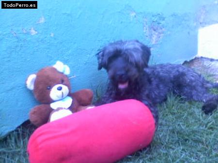 La foto del perro