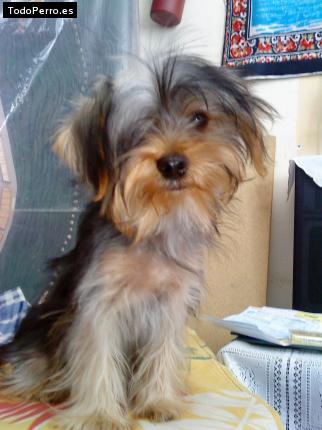 La foto del perro