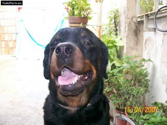 La foto del perro