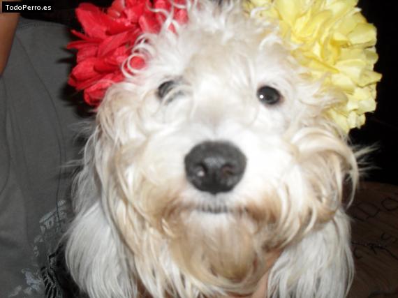 La foto del perro