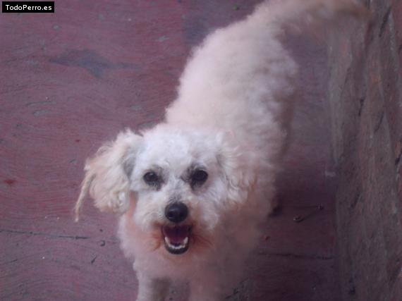 La foto del perro