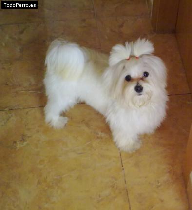 La foto del perro