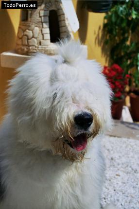 La foto del perro