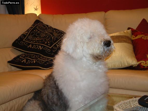 La foto del perro