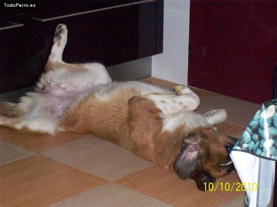 La foto del perro