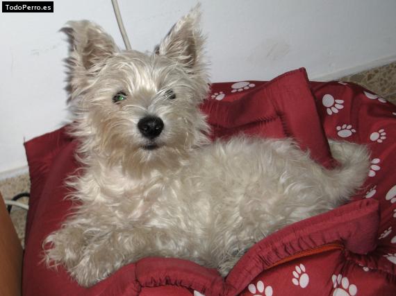 La foto del perro