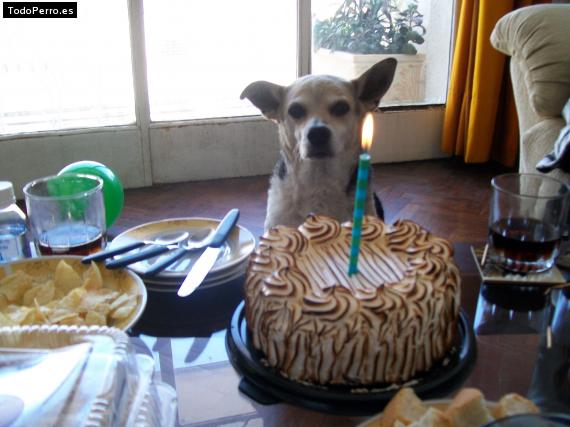 La foto del perro