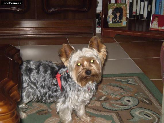 La foto del perro