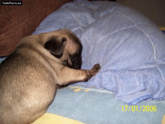 La foto del perro