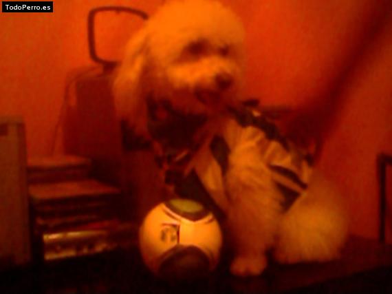 La foto del perro