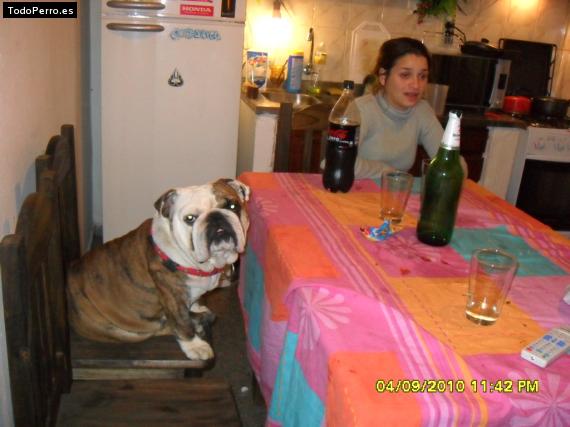 La foto del perro