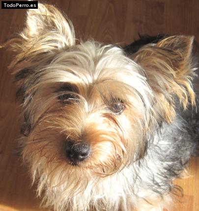 La foto del perro