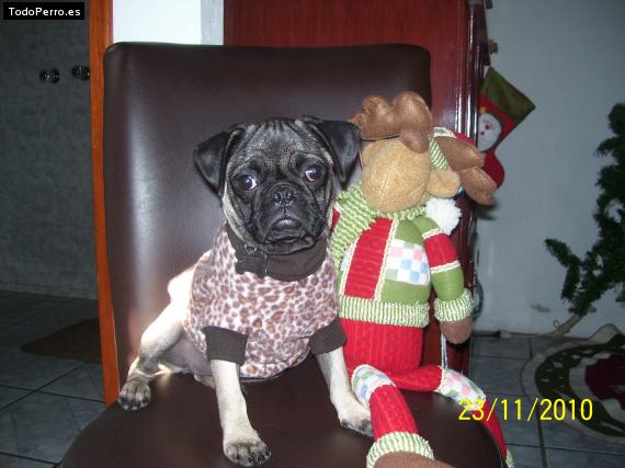 La foto del perro