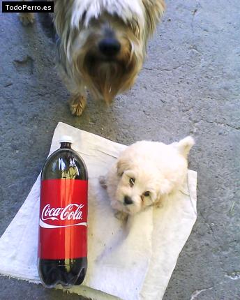 La foto del perro