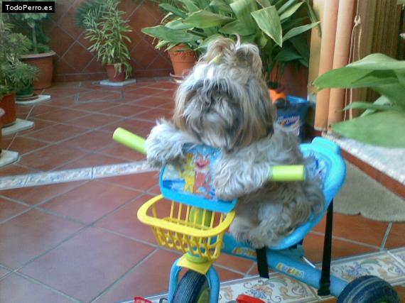La foto del perro