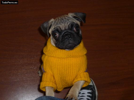 La foto del perro