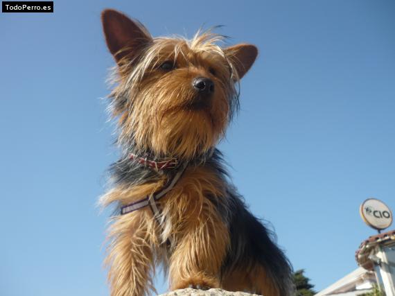 La foto del perro