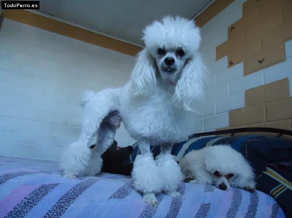 La foto del perro