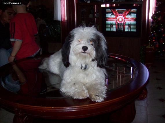 La foto del perro