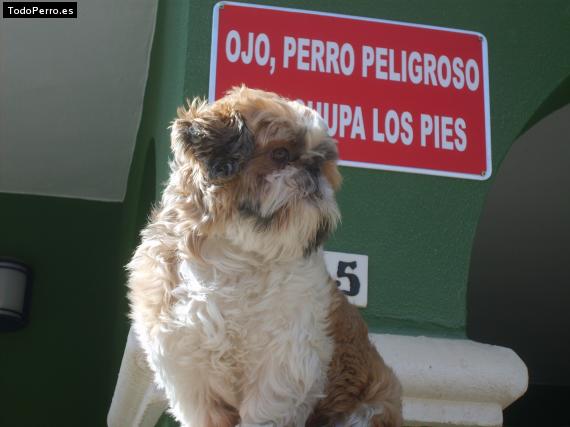 La foto del perro