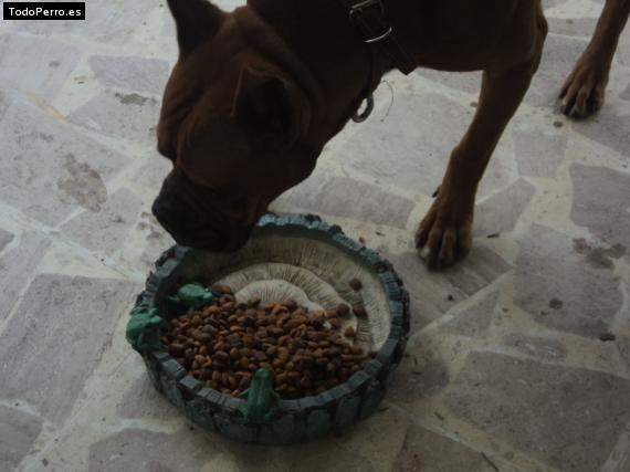 La foto del perro