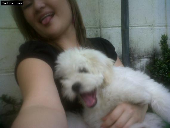 La foto del perro