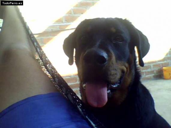 La foto del perro