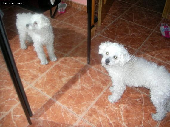 La foto del perro